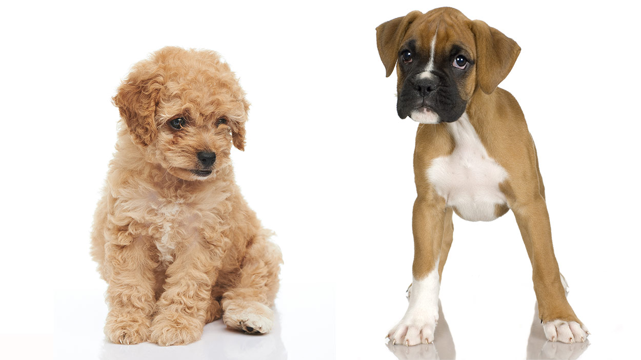 boxer dog cross breeds