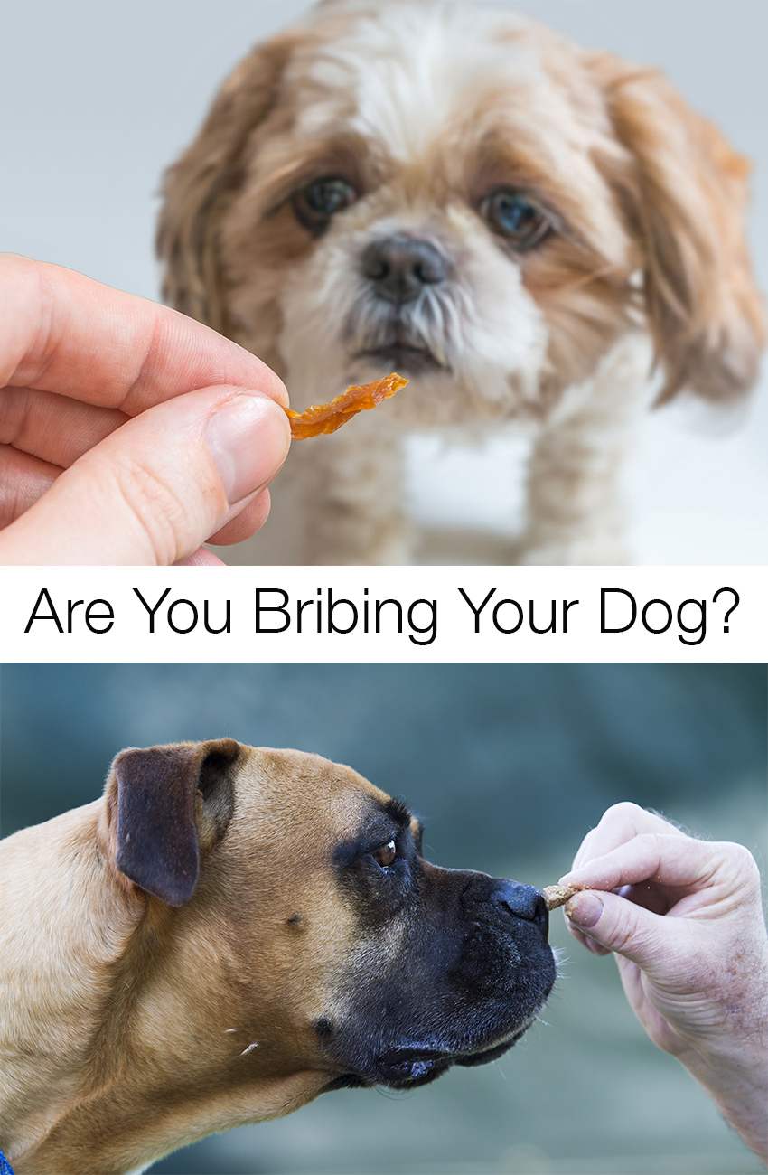 are you bribing your dog?