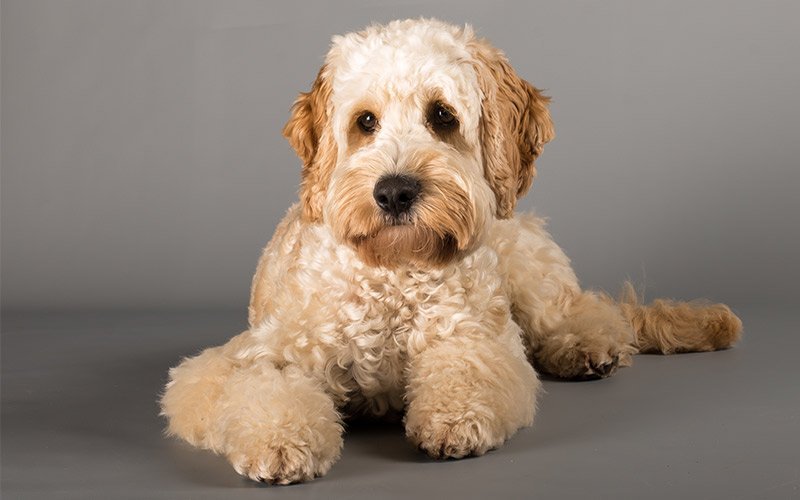 blonde cockapoo puppy