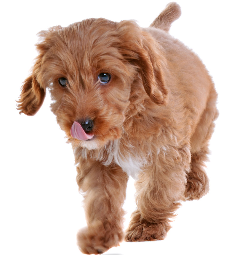 cocker spaniel and miniature poodle mix