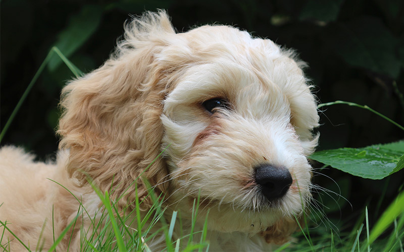 spaniel poodle mix dogs