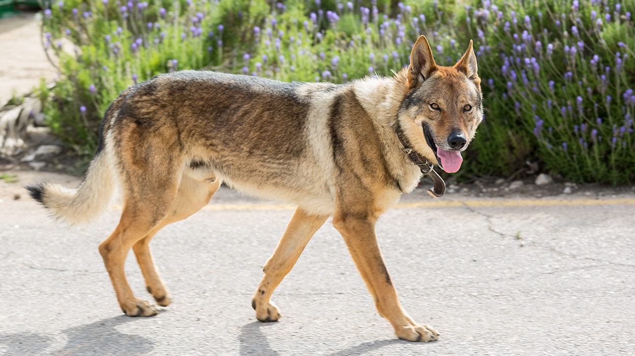 Czechoslovakian Wolfdog A Real Wolf To Share Your Home