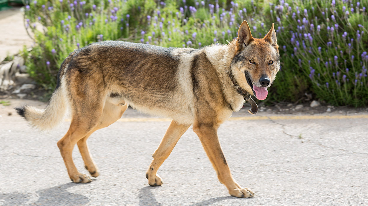 how often should you walk your saarloos wolfdog puppy