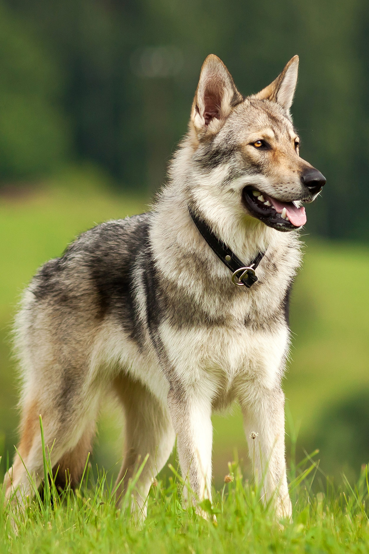 czechoslovakian wolfdog