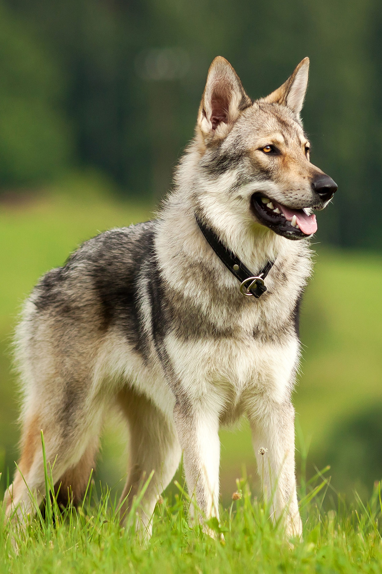 czechoslovakian wolfdog - a real wolf to share your home?