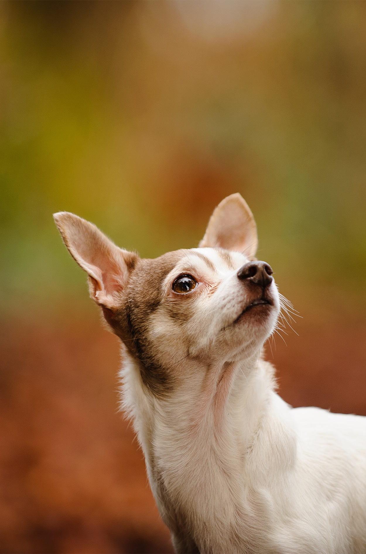 Deer head best sale chihuahua white