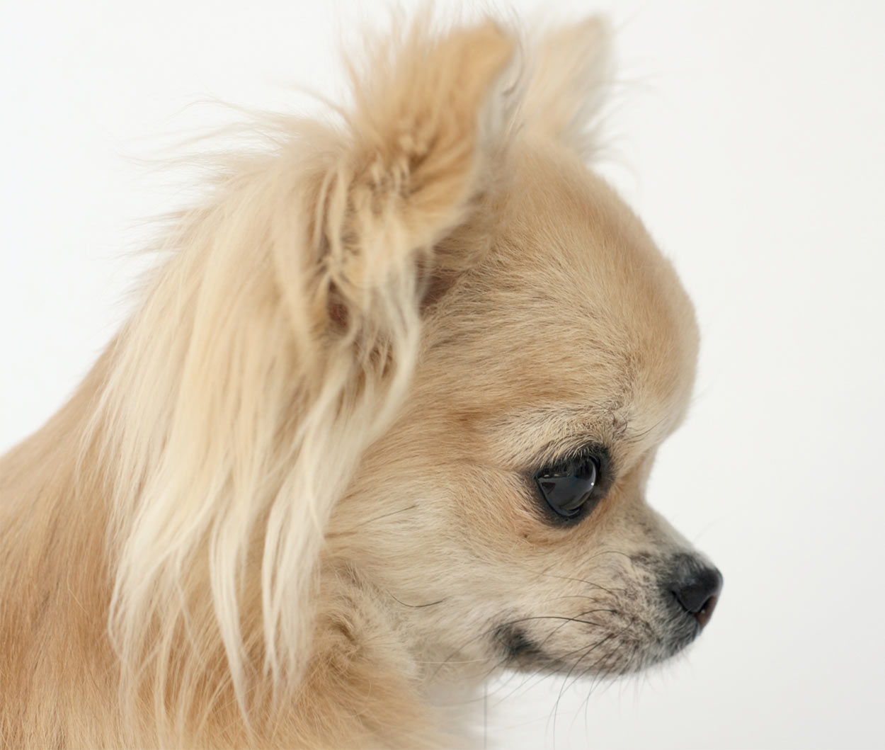 Long haired apple outlet head chihuahua