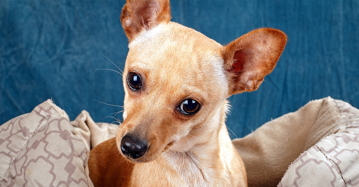 Deer head long outlet hair chihuahua