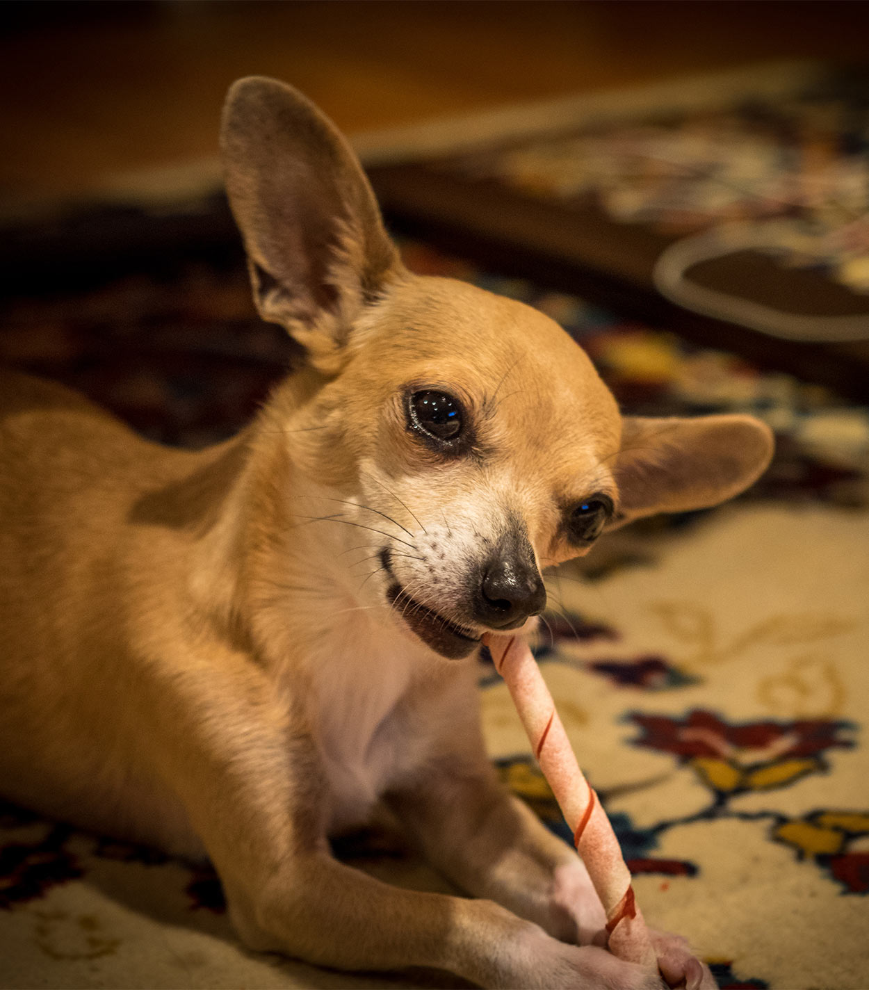 Deer Head Chihuahua Pros and Cons of the Longer Muzzle