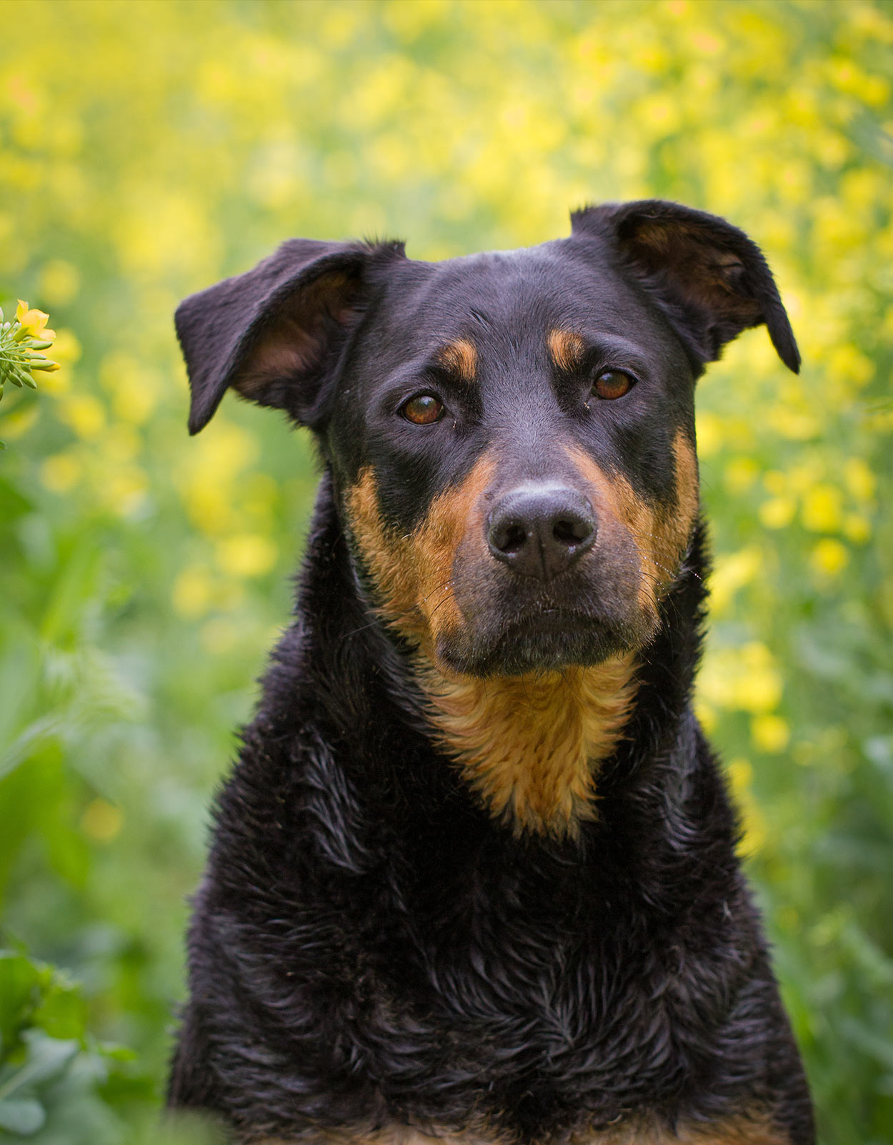 Doberman and best sale golden retriever mix