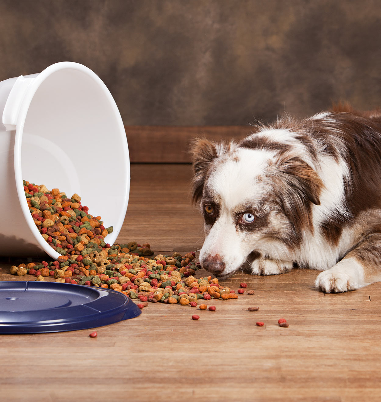 Dog Food Container