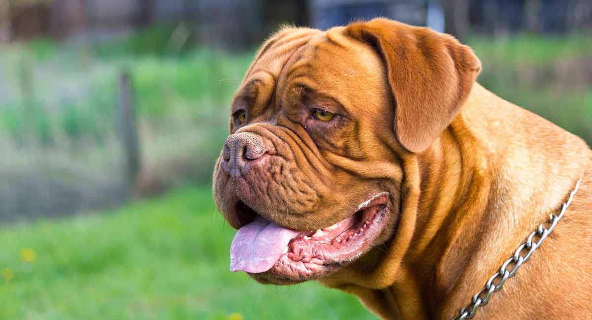 Dogue De Bordeaux Lifespan Can Be Short But Is Your Pet In Danger