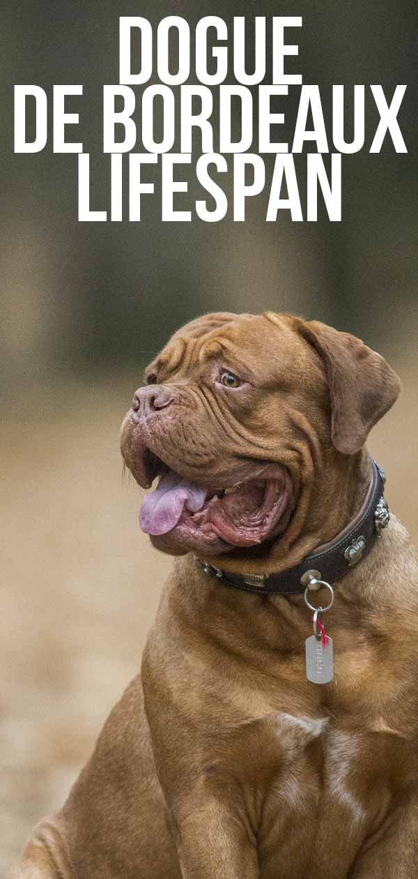 Why do french mastiffs have a short lifespan