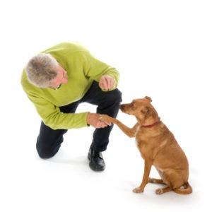 Fading rewards in dog training