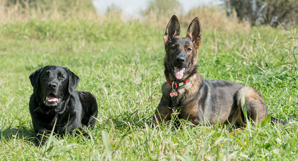 labrador german shepherd dog