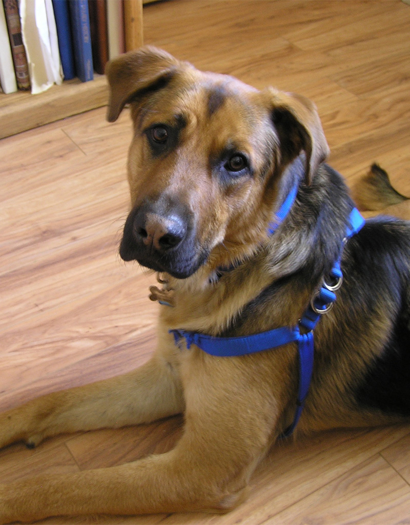 chocolate lab mixed with german shepherd