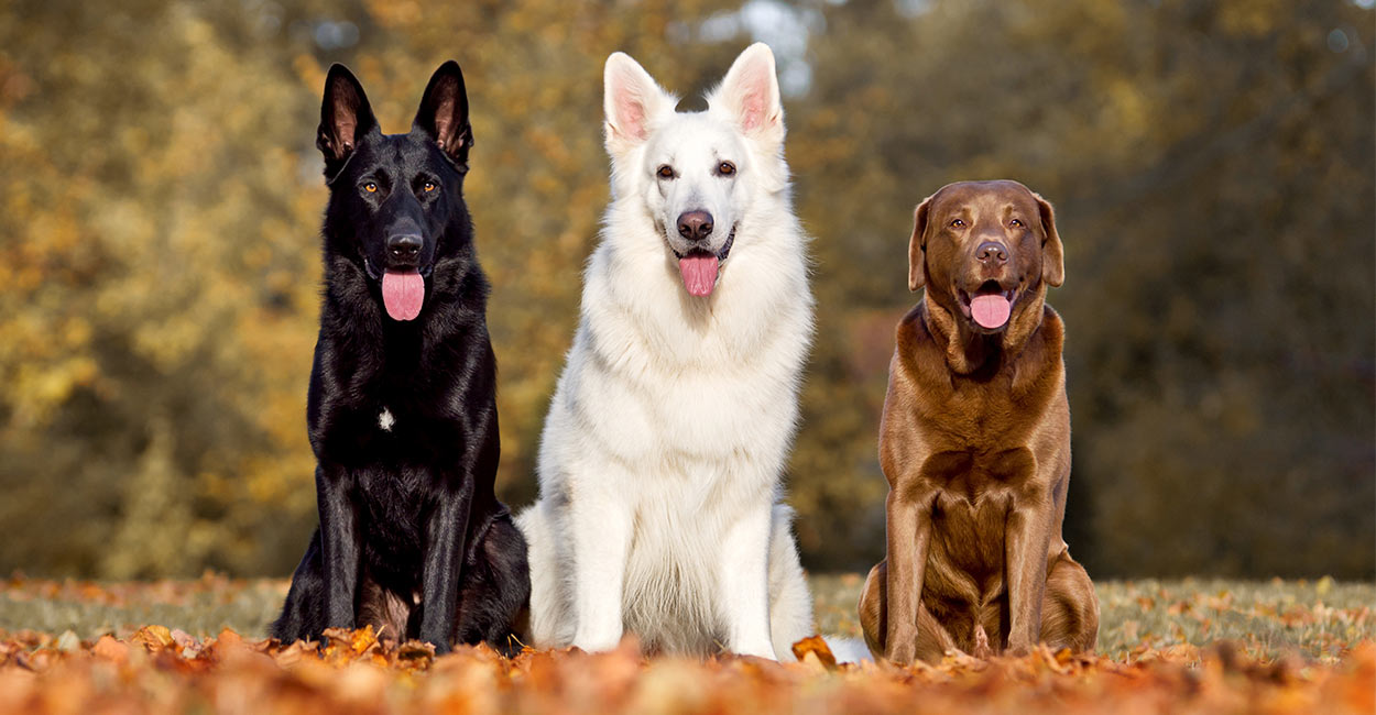 labrador german shepherd dog