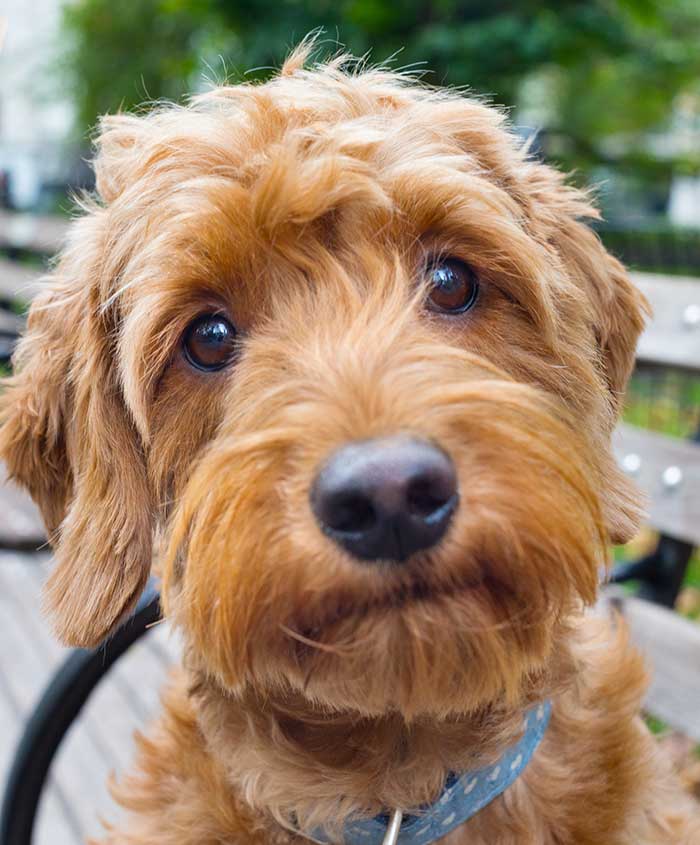 golden teddy bear dog