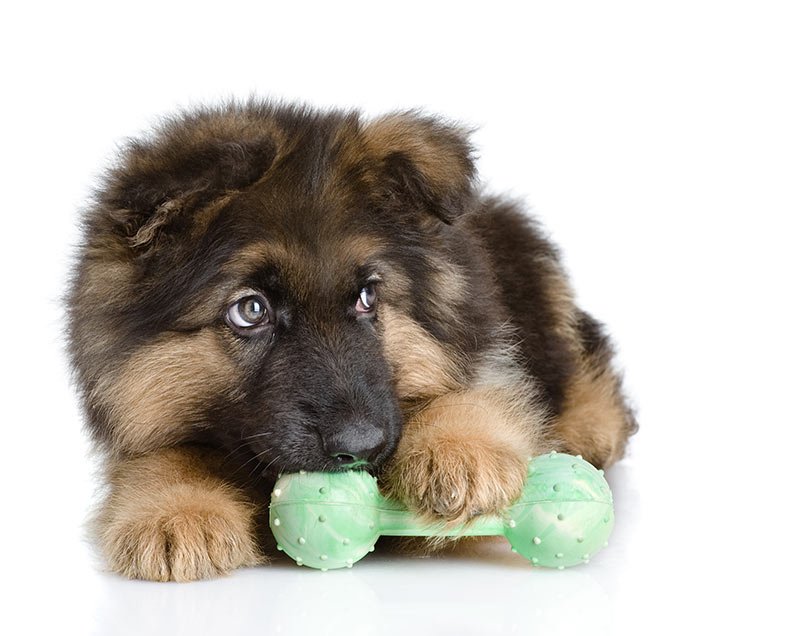 toys to keep german shepherds busy