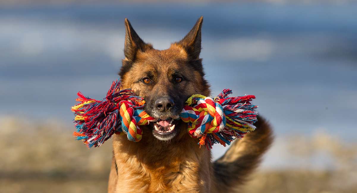 german shepherd toys