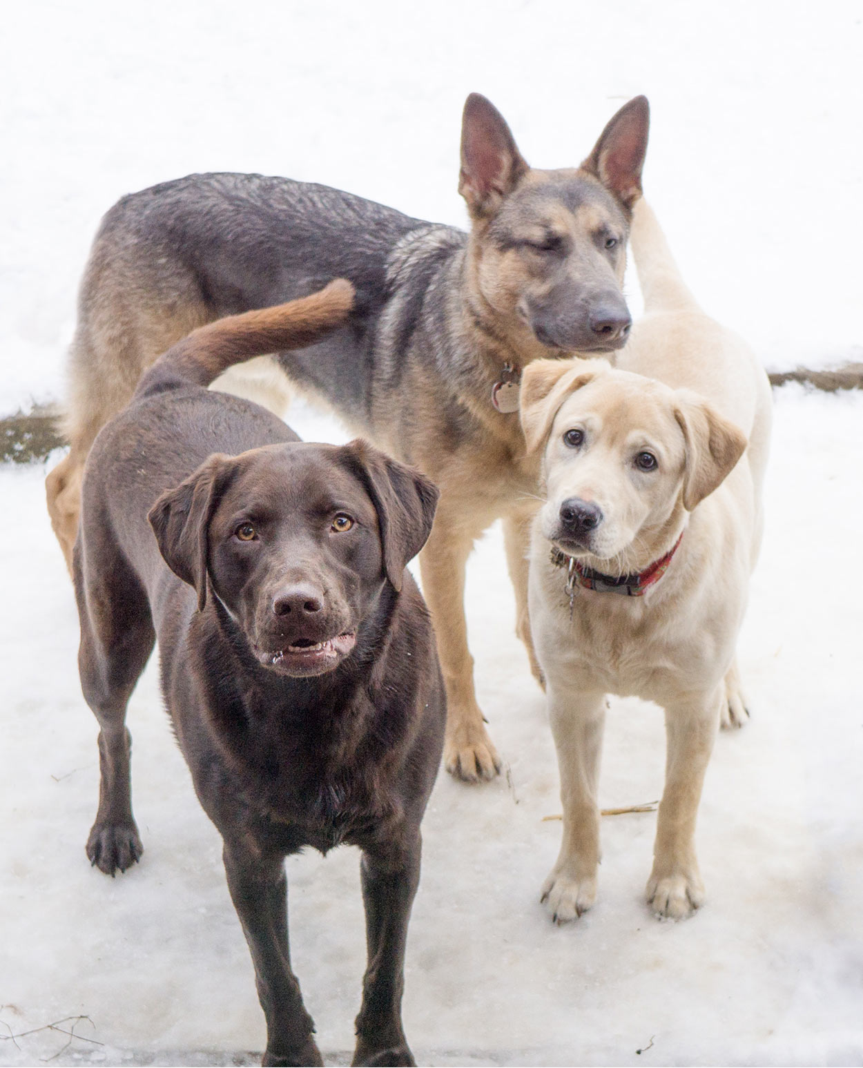 are german shepherds more intelligent than labs