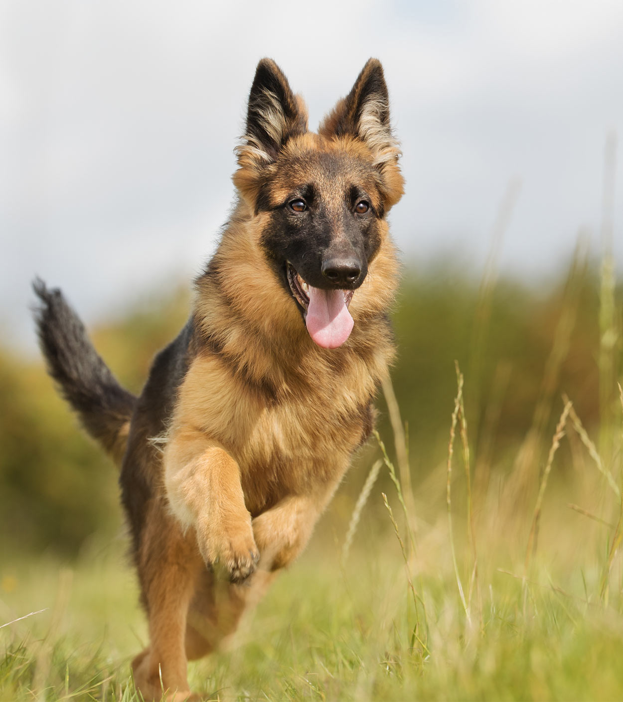 are german shepherds more intelligent than labs