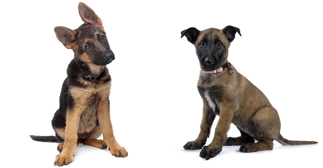 german shepherd look alike belgian malinois