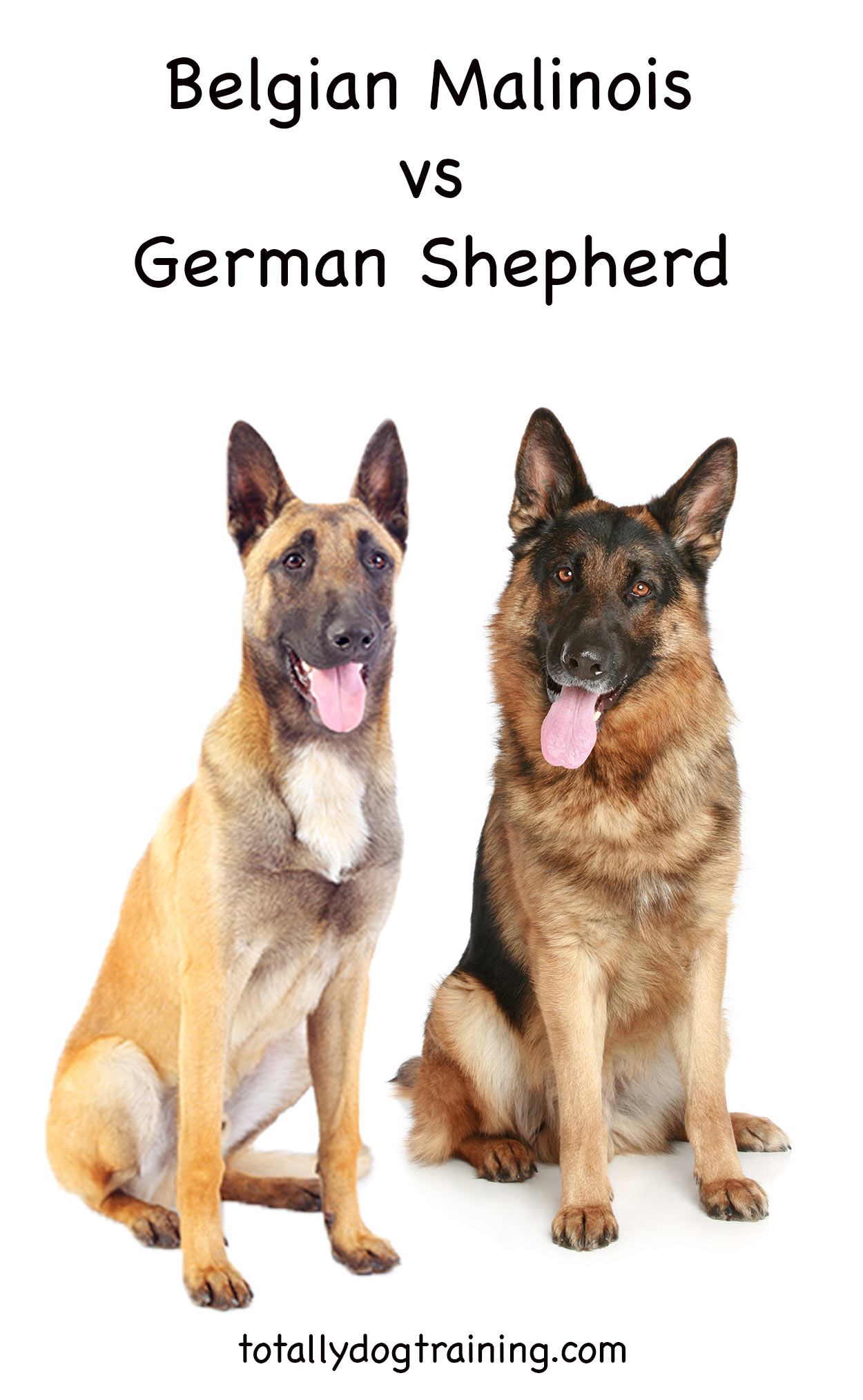 do belgian malinois shed as much as german shepherds