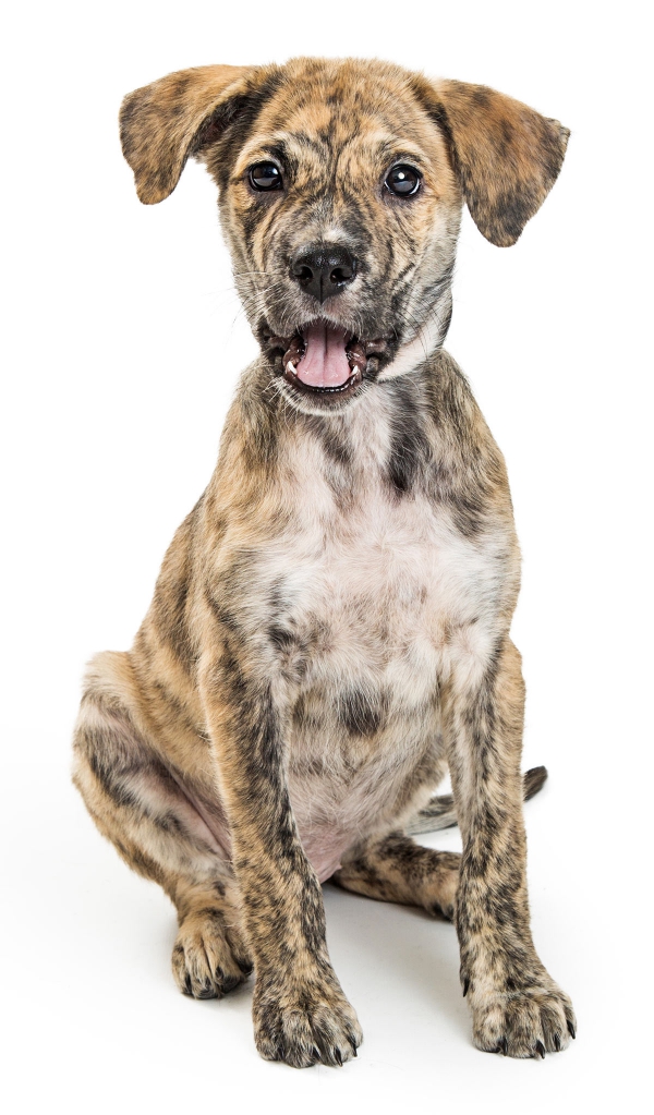 White Mountain Cur Dog