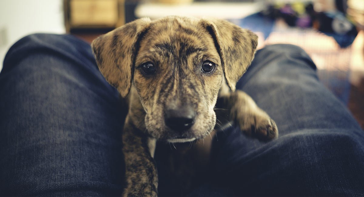 mountain cur dog