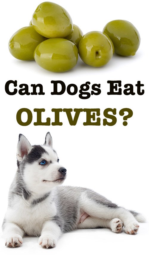 are olives toxic to dogs