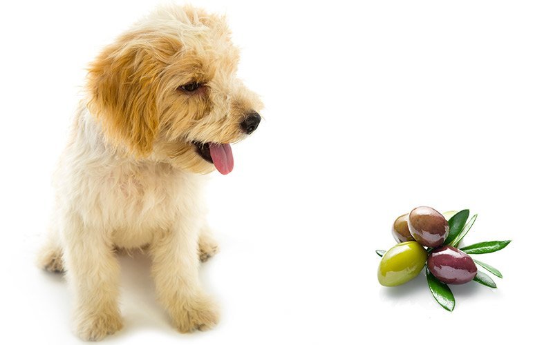can dogs eat olives