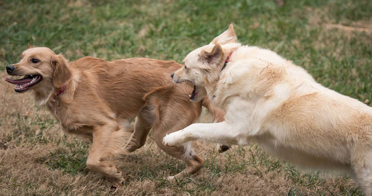 over friendly dog