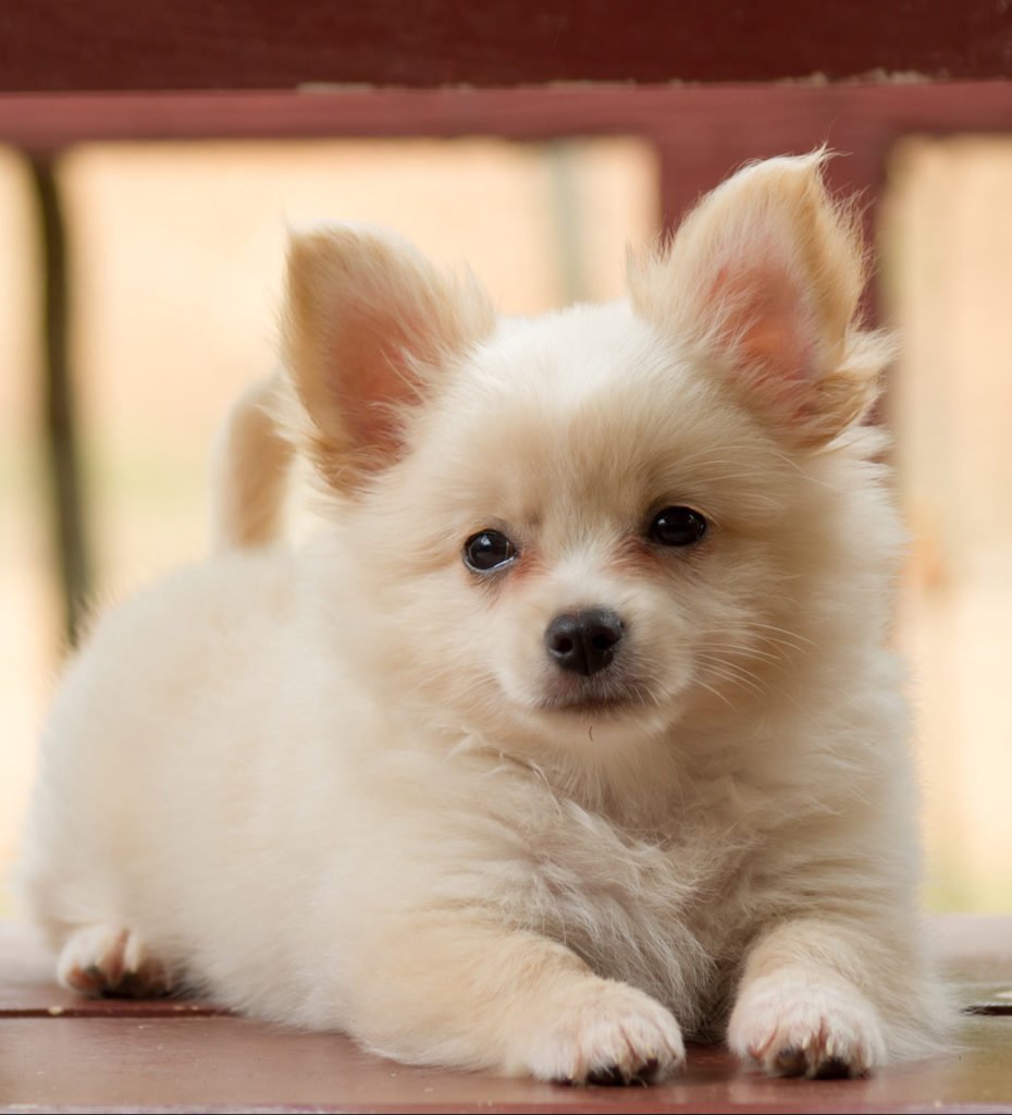 White Pomchi