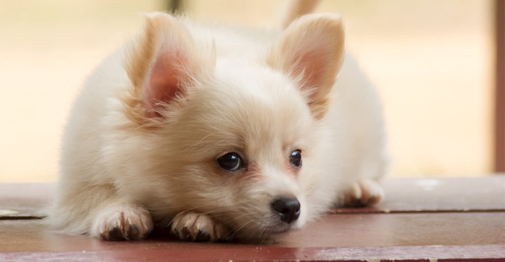 long hair chihuahua pomeranian mix