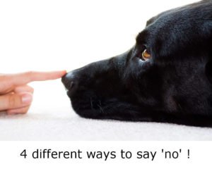 dog training using the word no