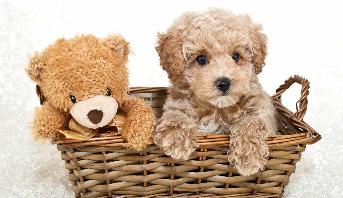 puppy and teddy bear