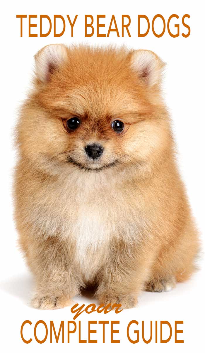 a teddy bear dog breed