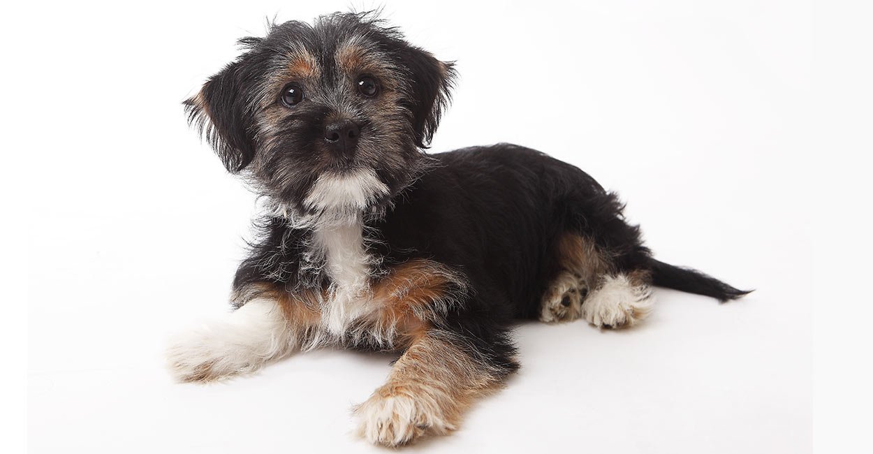 is a terrier mix hypoallergenic