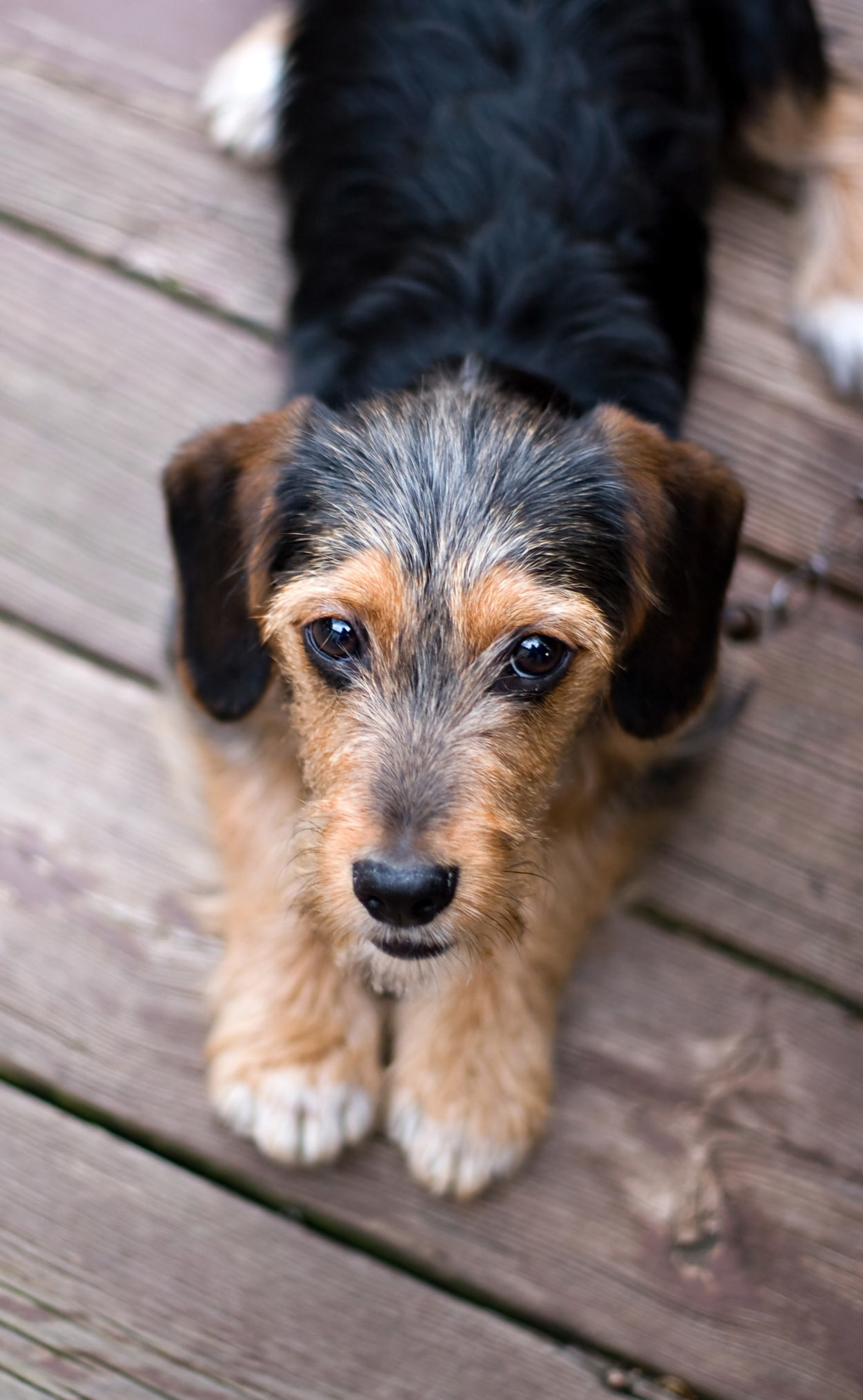 Mixed Terrier Breeds