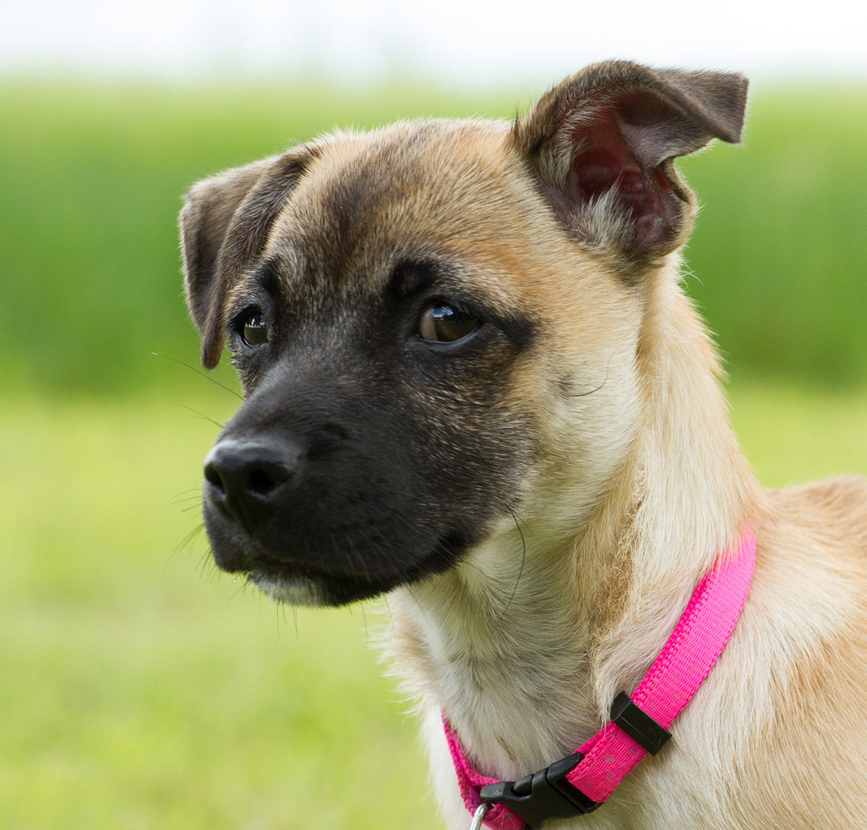 what are terrier mixed breed dogs