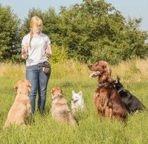 getting started with positive reinforcement training