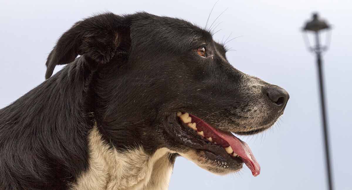 labrador border collie