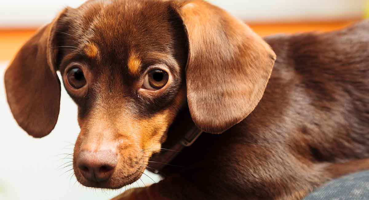 chihuahua and doxie mix