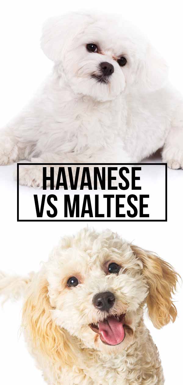 Compare Maltese And Havanese Dogs