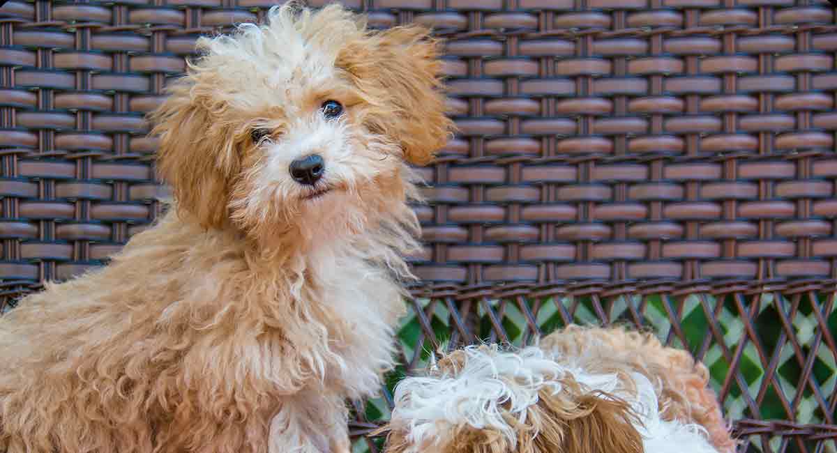 poodle cross breeds for adoption