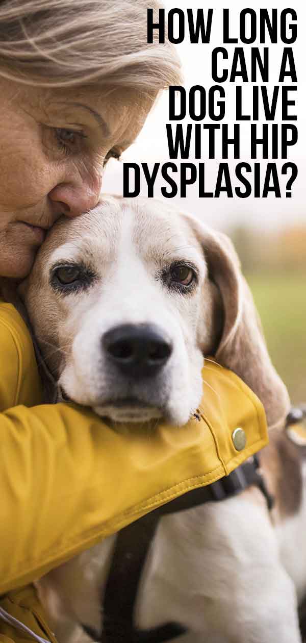 how long can a dog live with hip dysplasia