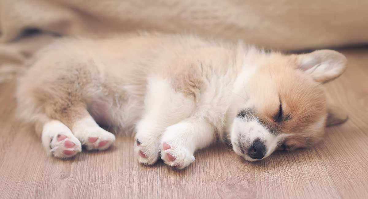 how-to-get-a-puppy-to-sleep-and-reclaim-your-quiet-nights