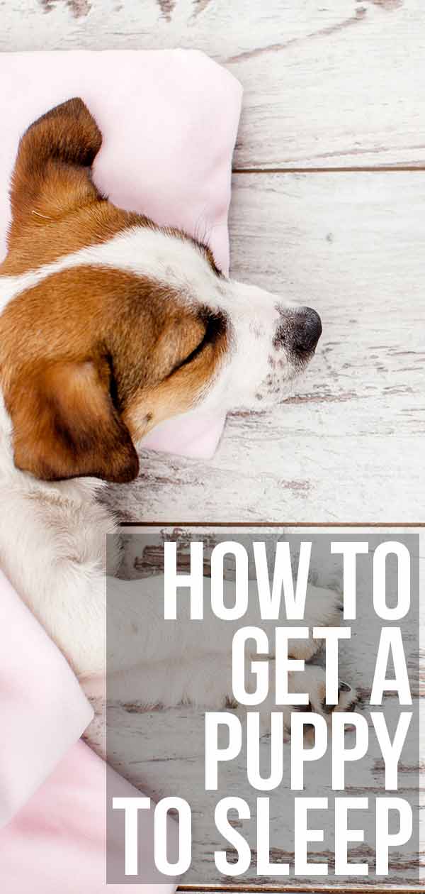 how to get a puppy to sleep