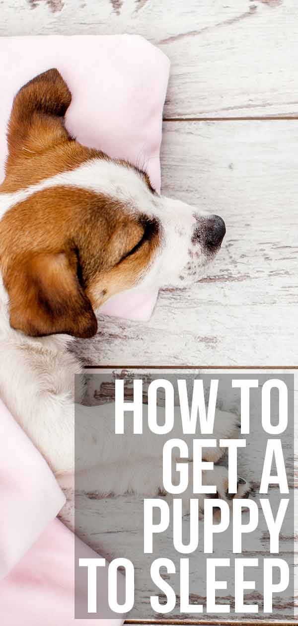 How to Get a Puppy to Sleep and Reclaim Your Quiet Nights